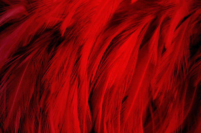 Les grands rendez-vous de la Saison Cabaret sont à Chaillot Les grands rendez-vous de la Saison Cabaret sont à Chaillot